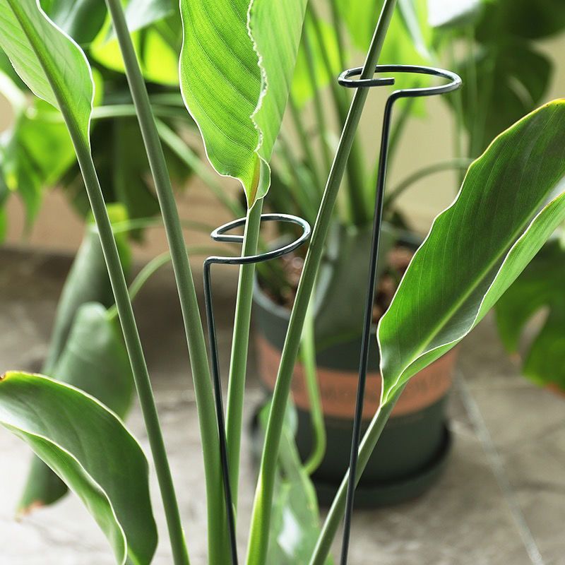 1/10pcs Garden Support Stake R – Florist Supply Bulk Bewertung und Preis