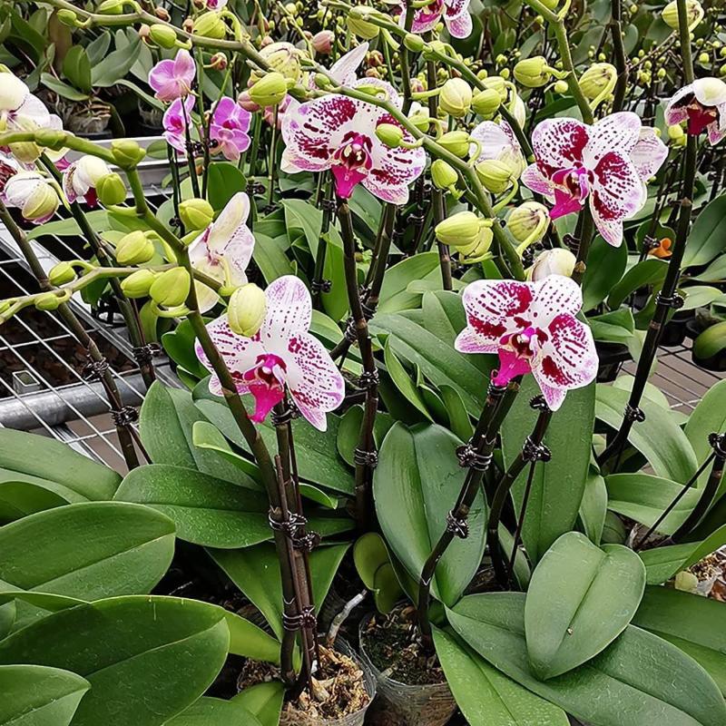 50Pcs Plant Fixed Clip Butterf – Florist Supply Bulk Bewertung und Preis