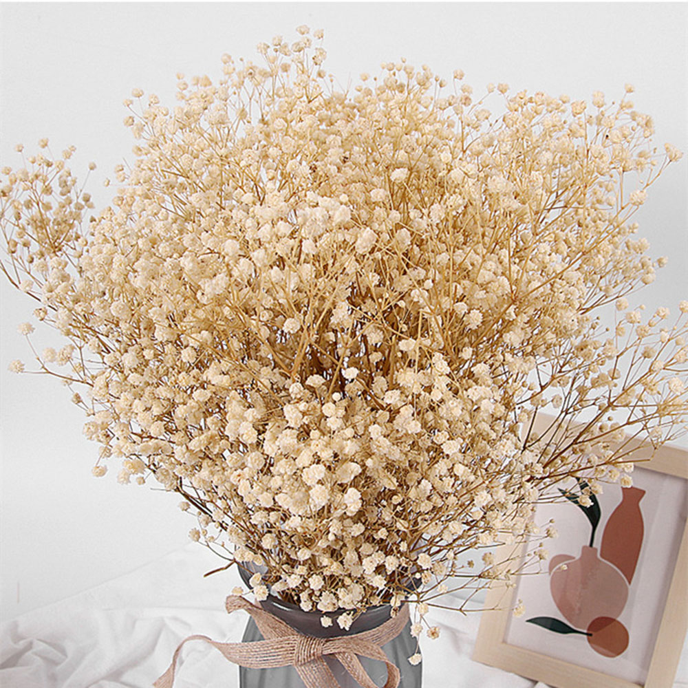 Real Baby Breath Dried Flowers – Baby Breath Dried Bewertung und Preis
