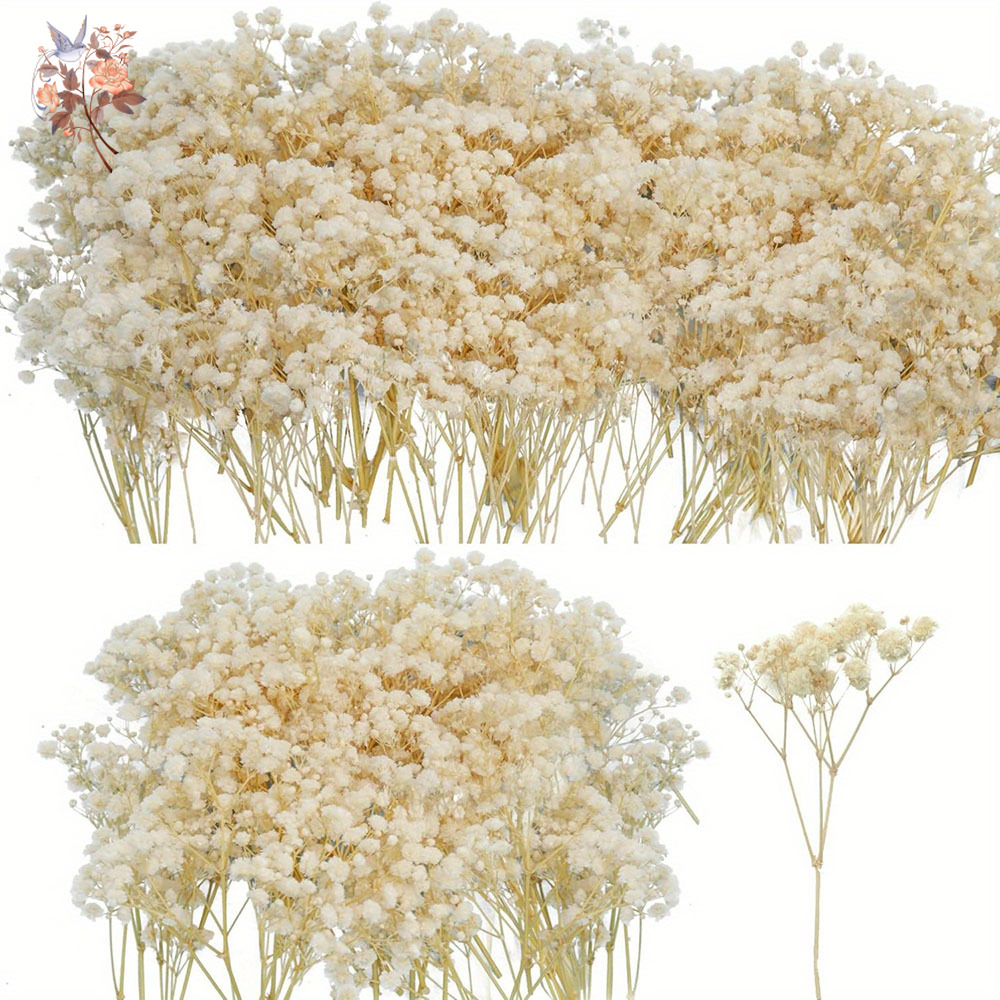 Mini Dried Gypsophila Flower D – Baby Breath Dried Bewertung und Preis
