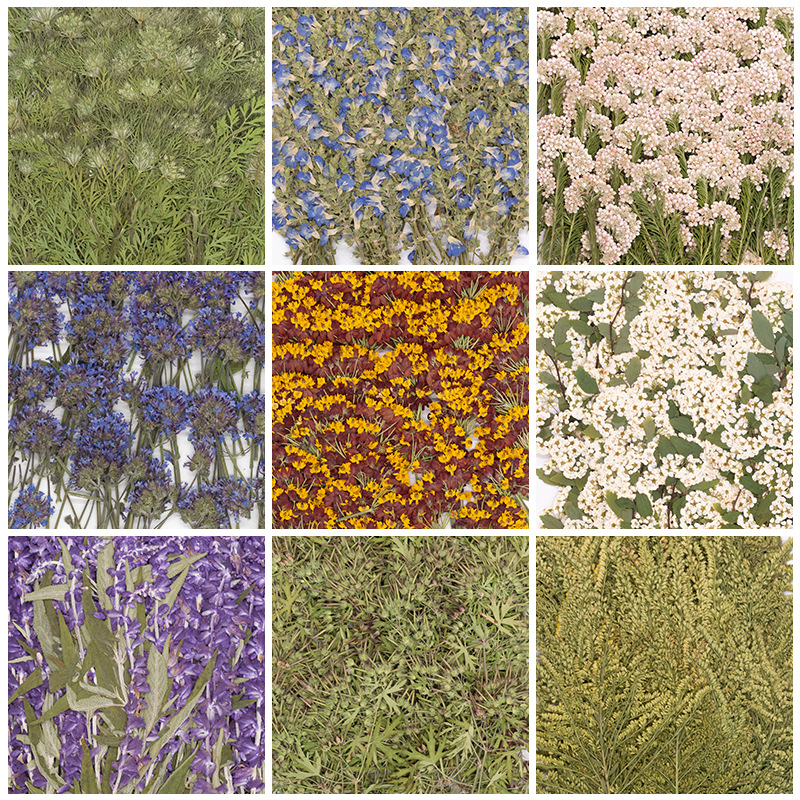 500Pcs Large Package of Fern P – Baby Breath Dried Bewertung und Preis
