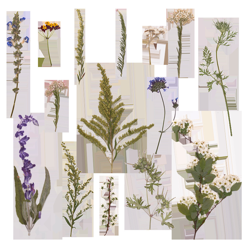 500Pcs Large Package of Fern P – Baby Breath Dried Bewertung und Preis