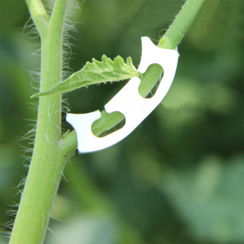 50/100pcs Botany-stem Vine Str – Florist Supply Bulk Bewertung und Preis