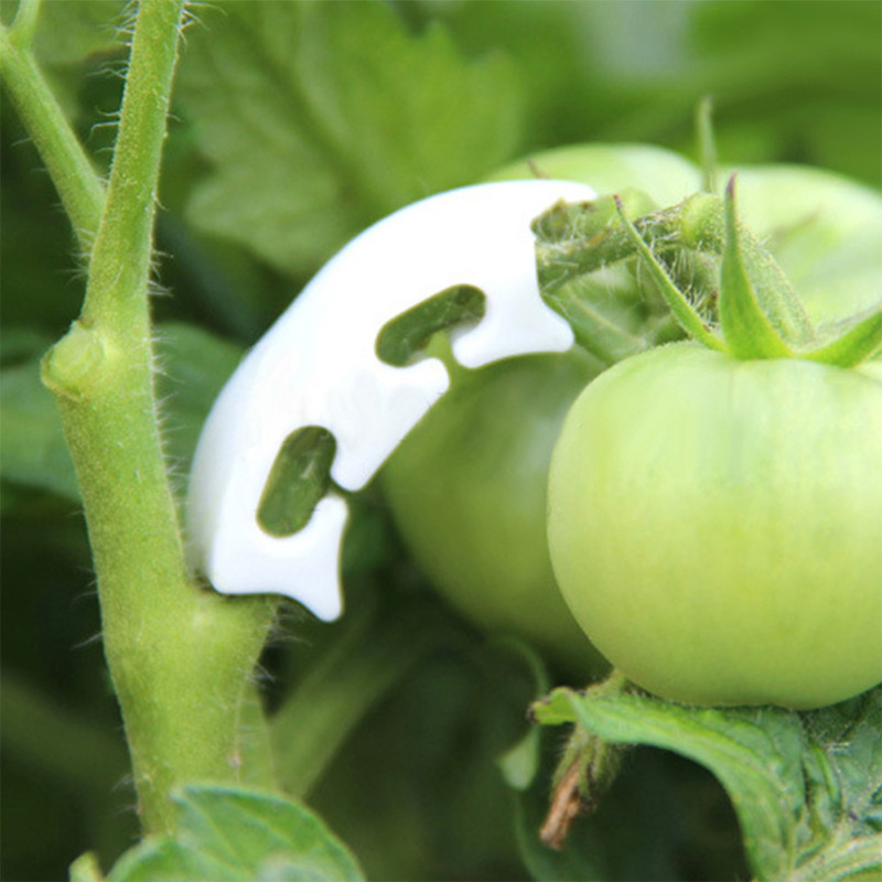 50/100pcs Botany-stem Vine Str – Florist Supply Bulk Bewertung und Preis