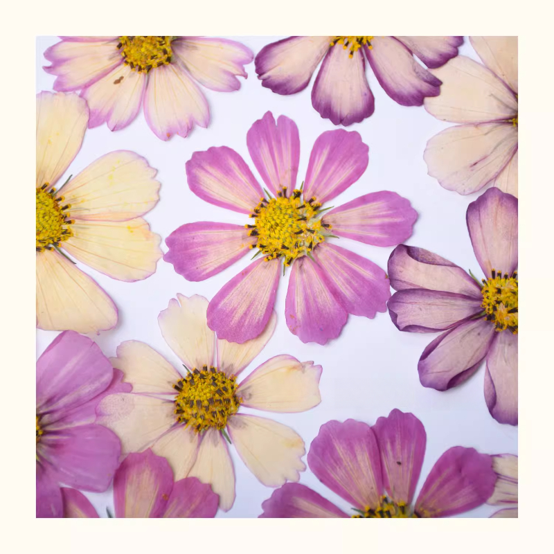 Gradual Color Gesang Petals Re – Baby Breath Dried Bewertung und Preis
