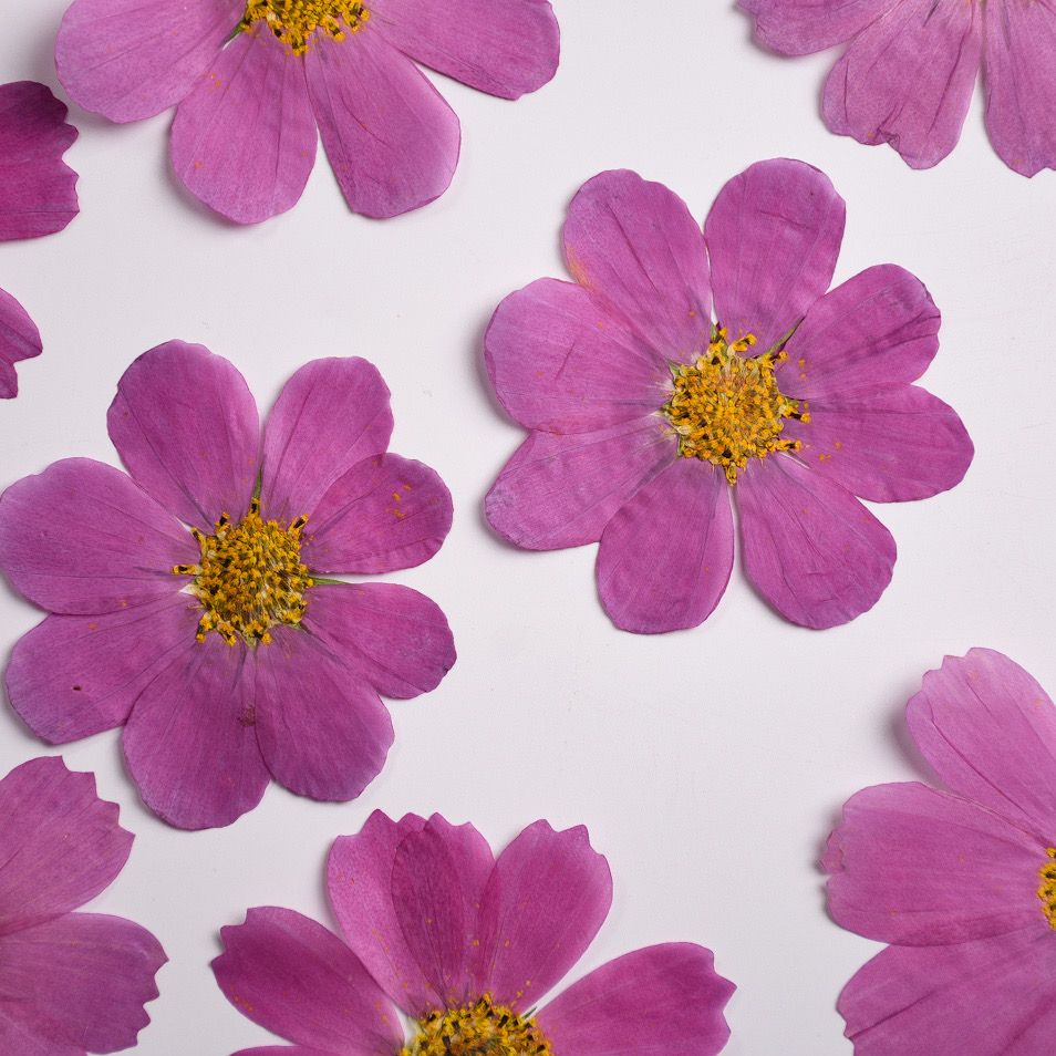 Gradual Color Gesang Petals Re – Baby Breath Dried Bewertung und Preis