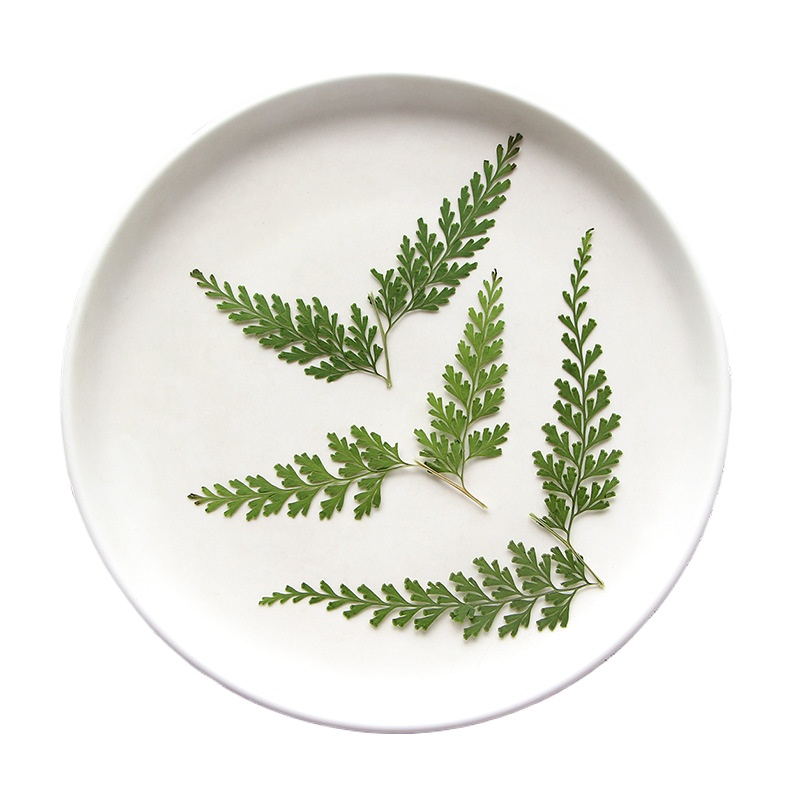 Nature Pressed Fern Branches,d – Baby Breath Dried Bewertung und Preis