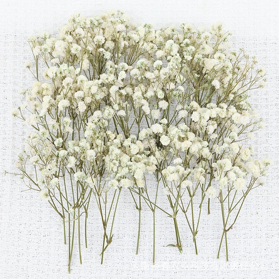 50pcs Mini Dried Baby's Breath – Baby Breath Dried Bewertung und Preis