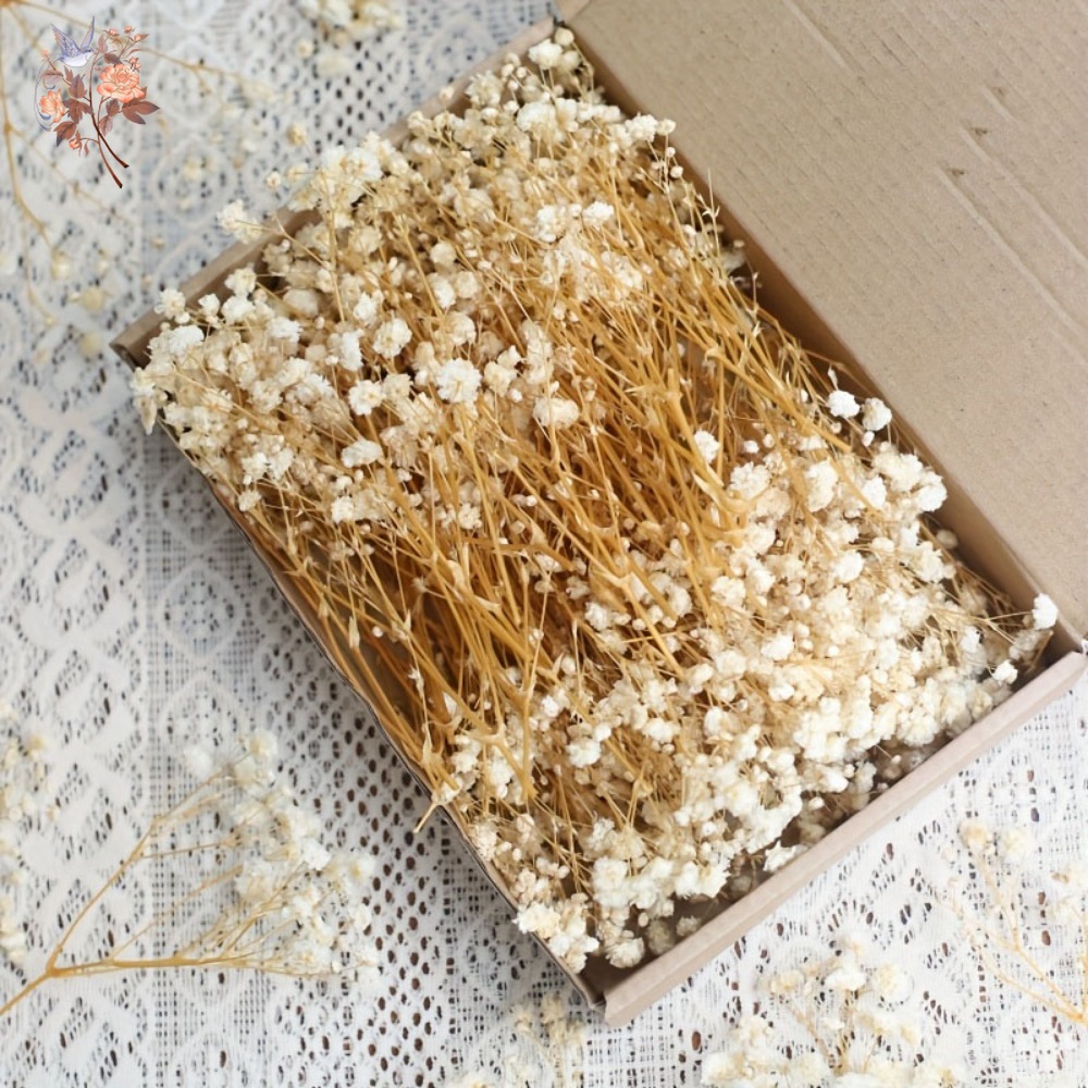100pcs Mini Dried Baby's Breat – Baby Breath Dried Bewertung und Preis